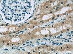 BTG2 Antibody in Immunohistochemistry (Paraffin) (IHC (P))