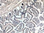 BTG2 Antibody in Immunohistochemistry (Paraffin) (IHC (P))