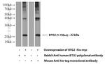 BTG2 Antibody in Western Blot (WB)