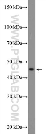 L-VEGFA Antibody in Western Blot (WB)