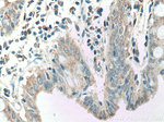 CCL17 Antibody in Immunohistochemistry (Paraffin) (IHC (P))