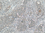 CCL17 Antibody in Immunohistochemistry (Paraffin) (IHC (P))