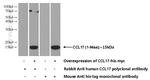 CCL17 Antibody in Western Blot (WB)