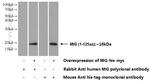 MIG Antibody in Western Blot (WB)