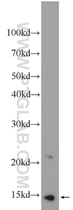 MIG Antibody in Western Blot (WB)