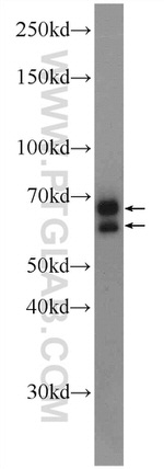 CXorf15 Antibody in Western Blot (WB)