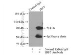 IRF7 Antibody in Immunoprecipitation (IP)