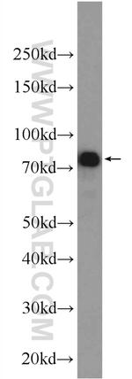 IRF7 Antibody in Western Blot (WB)