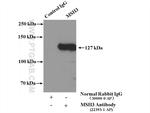 MSH3 Antibody in Immunoprecipitation (IP)