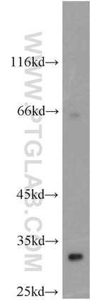 Syntenin-1 Antibody in Western Blot (WB)