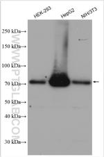 ACSL4/FACL4 Antibody in Western Blot (WB)