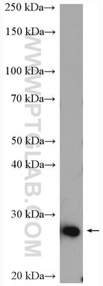 SIKE1 Antibody in Western Blot (WB)