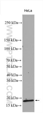 GABARAP Antibody in Western Blot (WB)