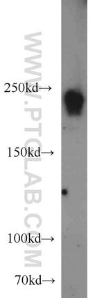 LARG Antibody in Western Blot (WB)