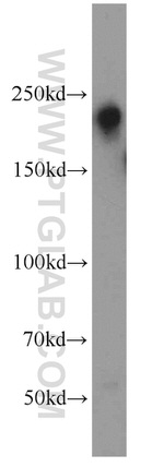 LARG Antibody in Western Blot (WB)