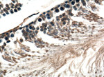 GNRHR Antibody in Immunohistochemistry (Paraffin) (IHC (P))