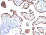 bFGF/FGF2 Antibody in Immunohistochemistry (Paraffin) (IHC (P))