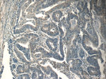 FOXA2 Antibody in Immunohistochemistry (Paraffin) (IHC (P))