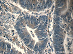 FOXA2 Antibody in Immunohistochemistry (Paraffin) (IHC (P))