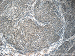 FOXA2 Antibody in Immunohistochemistry (Paraffin) (IHC (P))