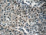 FOXA2 Antibody in Immunohistochemistry (Paraffin) (IHC (P))