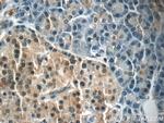 FOXA2 Antibody in Immunohistochemistry (Paraffin) (IHC (P))