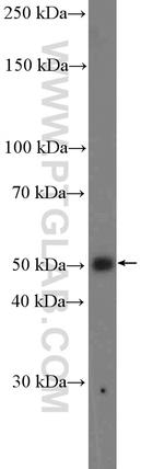 FOXA2 Antibody in Western Blot (WB)