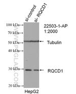 CNOT9 Antibody in Western Blot (WB)