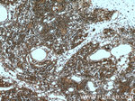 AIRE Antibody in Immunohistochemistry (Paraffin) (IHC (P))