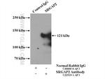 SRGAP2 Antibody in Immunoprecipitation (IP)