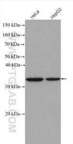 WDR61 Antibody in Western Blot (WB)