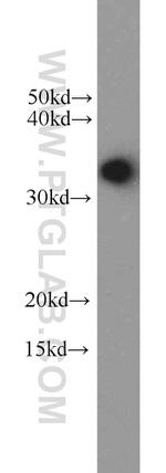 WDR61 Antibody in Western Blot (WB)