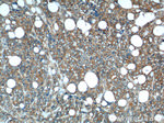 GAB2 Antibody in Immunohistochemistry (Paraffin) (IHC (P))