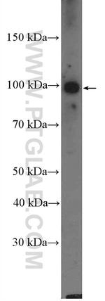 RFX6 Antibody in Western Blot (WB)