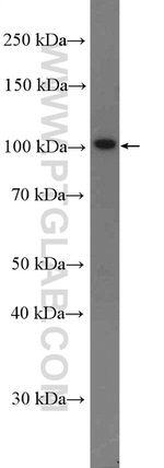 RFX6 Antibody in Western Blot (WB)