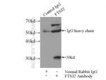 FTSJ2 Antibody in Immunoprecipitation (IP)