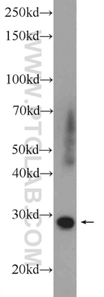 FTSJ2 Antibody in Western Blot (WB)