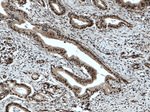 ELF1 Antibody in Immunohistochemistry (Paraffin) (IHC (P))