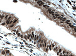 ELF1 Antibody in Immunohistochemistry (Paraffin) (IHC (P))