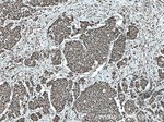 ELF1 Antibody in Immunohistochemistry (Paraffin) (IHC (P))