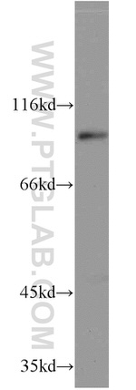 ELF1 Antibody in Western Blot (WB)