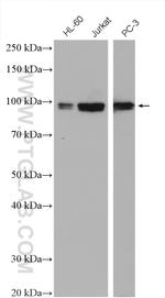 ELF1 Antibody in Western Blot (WB)