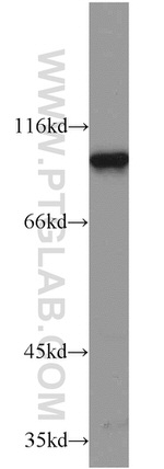 ELF1 Antibody in Western Blot (WB)