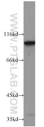 ELF1 Antibody in Western Blot (WB)