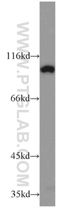 ELF1 Antibody in Western Blot (WB)