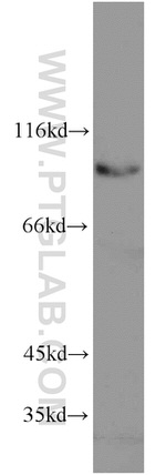 ELF1 Antibody in Western Blot (WB)