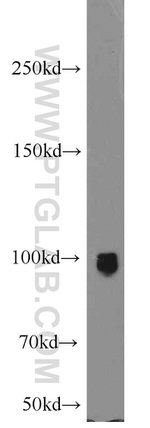 ELF1 Antibody in Western Blot (WB)