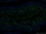 C4orf49 Antibody in Immunohistochemistry (PFA fixed) (IHC (PFA))