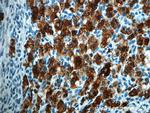 C4orf49 Antibody in Immunohistochemistry (Paraffin) (IHC (P))