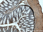 TFAM Antibody in Immunohistochemistry (Paraffin) (IHC (P))